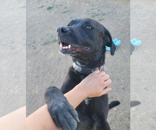 Medium Photo #3 Labrador Retriever-Unknown Mix Puppy For Sale in Winter Park, CO, USA