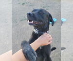 Small #2 Labrador Retriever Mix