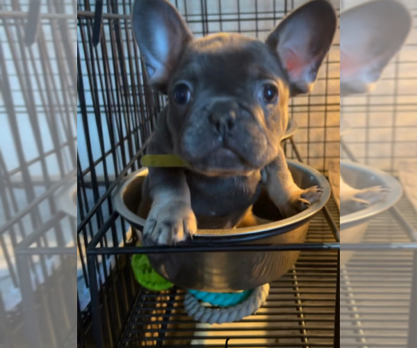 Medium Photo #4 French Bulldog Puppy For Sale in BRENTWOOD, CA, USA
