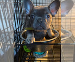 Small Photo #4 French Bulldog Puppy For Sale in BRENTWOOD, CA, USA