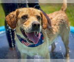 Small #8 Labrador Retriever Mix