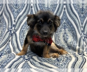 Chihuahua Puppy for sale in LAKELAND, FL, USA