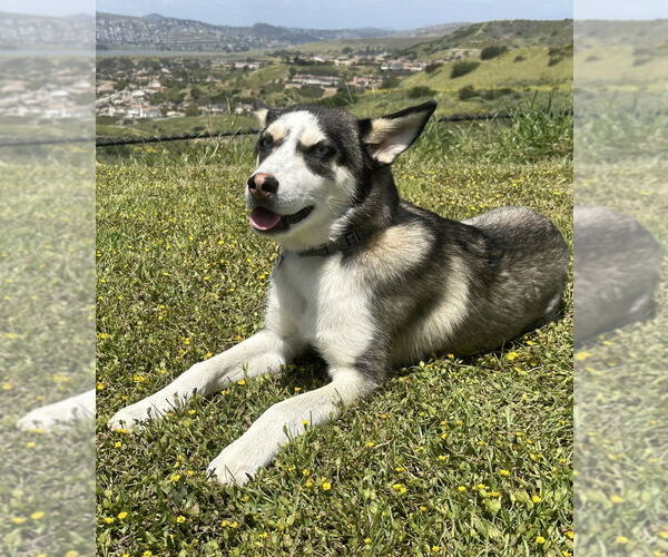 Medium Photo #4 Huskies -Labrador Retriever Mix Puppy For Sale in San Diego, CA, USA