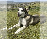 Small #3 Huskies -Labrador Retriever Mix