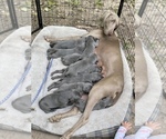 Small Photo #7 Weimaraner Puppy For Sale in LAONA, WI, USA