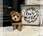 Small #3 -Yorkshire Terrier Mix