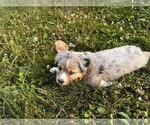 Small Photo #2 Aussie-Corgi Puppy For Sale in DONNELLSON, IA, USA