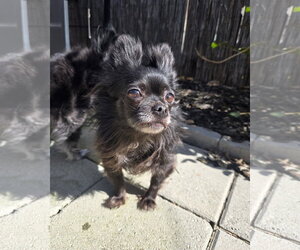 *Havana Vacation -- SPICY - Female Chihuahua Dog for Adoption - Photo #2