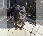 Small Photo #2 Chihuahua Puppy For Sale in Pittsburg, CA, USA