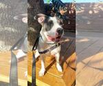 Small #1 American Bulldog