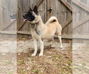 Mother of the Akita puppies born on 04/25/2026