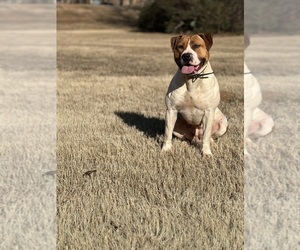 Mother of the America Bandogge Mastiff puppies born on 09/06/2025