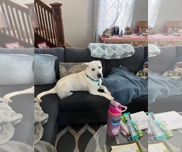 Medium Photo #2 Labrador Retriever-Unknown Mix Puppy For Sale in Rockaway, NJ, USA