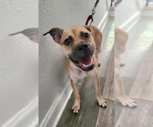 Boxer-Unknown Mix Dogs for adoption in San Antonio, TX, USA