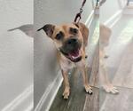 Small Boxer Mix