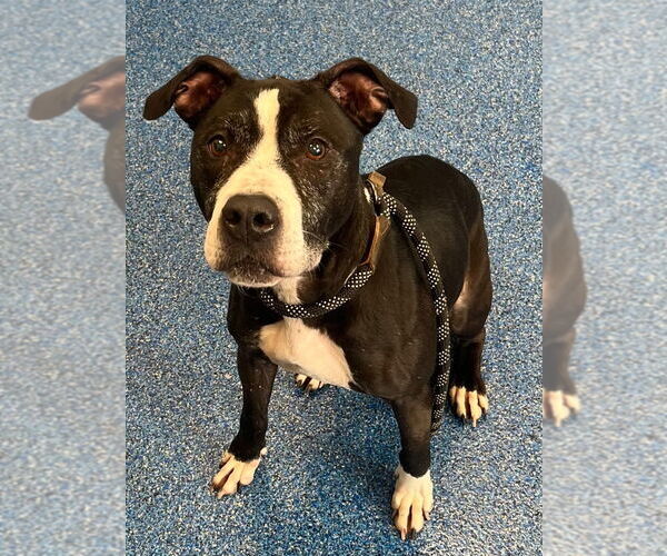 Medium Photo #1 Mutt Puppy For Sale in Tarboro, NC, USA