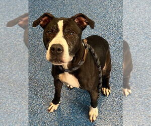 Mutt Dogs for adoption in Tarboro, NC, USA