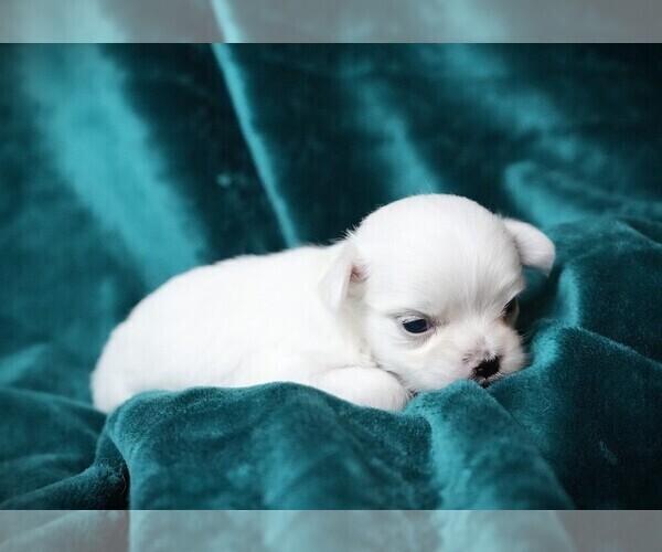 Medium Photo #2 Maltese Puppy For Sale in ROCK VALLEY, IA, USA