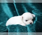 Small #1 Maltese