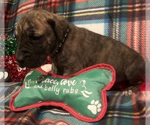 Great Dane Puppy for sale in GREENBRIER, TN, USA