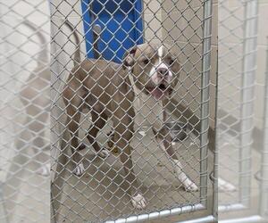 Mutt Dogs for adoption in Anchorage, AK, USA