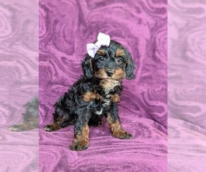 Cock-A-Poo Puppy for sale in KIRKWOOD, PA, USA