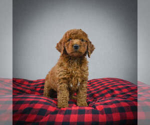 Goldendoodle (Miniature) Puppy for sale in ITASCA, TX, USA