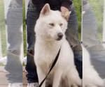 Small Photo #1 German Shepherd Dog-Siberian Husky Mix Puppy For Sale in MOUNT HOREB, WI, USA