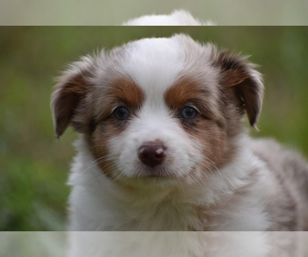 Medium Photo #1 Miniature Australian Shepherd Puppy For Sale in PALM COAST, FL, USA