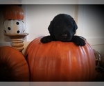 Small Photo #15 Labradoodle Puppy For Sale in COLDWATER, MI, USA