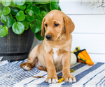 Small #5 Golden Retriever-Jack Russell Terrier Mix