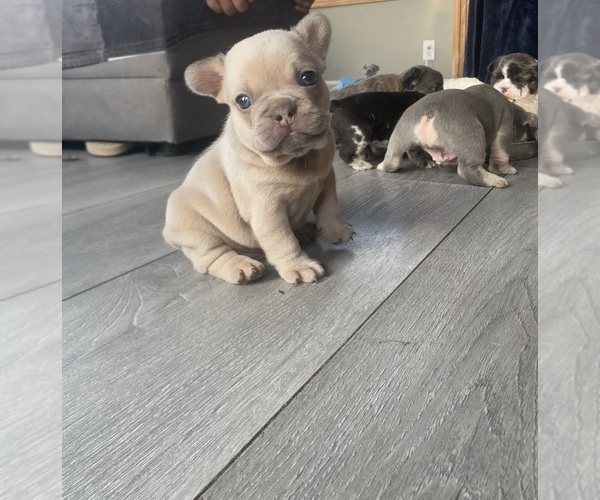 Medium Photo #1 French Bulldog Puppy For Sale in MAPLE GROVE, MN, USA