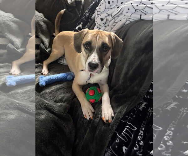 Medium Photo #2 Beagle-Black Mouth Cur Mix Puppy For Sale in Cuyahoga Falls , OH, USA