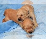 Small Photo #4 Golden Retriever Puppy For Sale in POULSBO, WA, USA