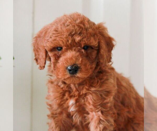 Medium Photo #3 Goldendoodle (Miniature) Puppy For Sale in LANCASTER, PA, USA