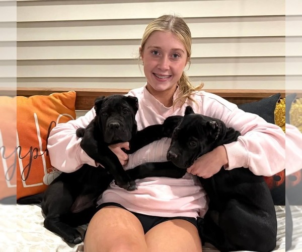 Medium Photo #6 Cane Corso Puppy For Sale in BLADENBORO, NC, USA