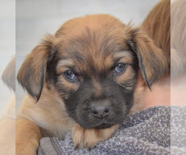 Medium Photo #5 Boxador Puppy For Sale in Huntley, IL, USA