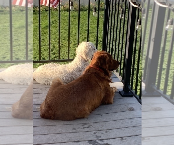 Medium Photo #37 Goldendoodle Puppy For Sale in RATHDRUM, ID, USA