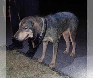 Mutt Dogs for adoption in San Antonio, TX, USA
