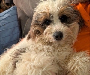 Father of the Miniature Bernedoodle puppies born on 05/22/2025