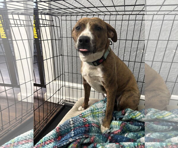 Medium Photo #3 American Staffordshire Terrier-Unknown Mix Puppy For Sale in McCormick, SC, USA