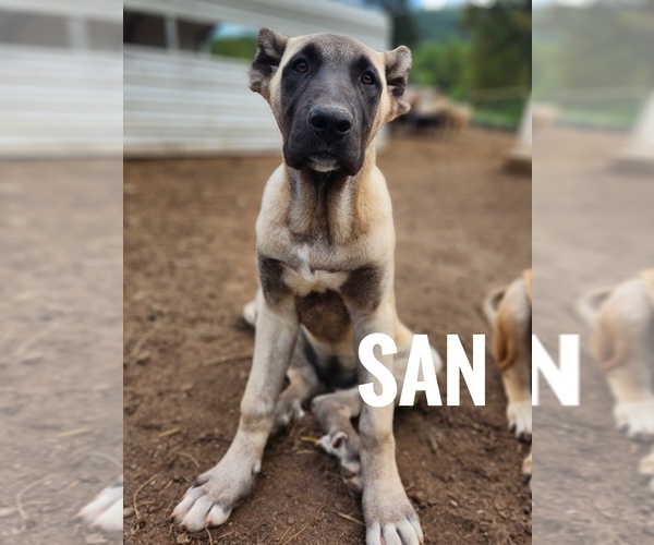 Medium Photo #1 Kangal Dog Puppy For Sale in EIDSON, TN, USA