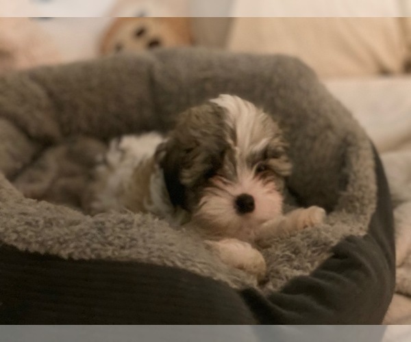 Medium Photo #3 Shih-Poo-Zuchon Mix Puppy For Sale in GALENA, NV, USA