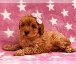 Small Photo #4 Poodle (Toy) Puppy For Sale in CLAY, PA, USA