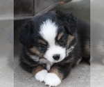 Puppy Pink Miniature Australian Shepherd