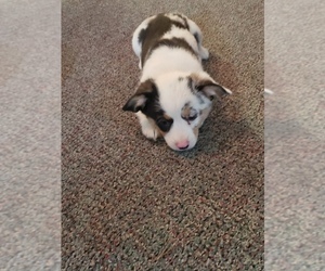 Aussie-Corgi Dog for Adoption in BRIGGSDALE, Colorado USA