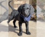 Small Photo #4 Chesa-Poo Puppy For Sale in ABILENE, TX, USA