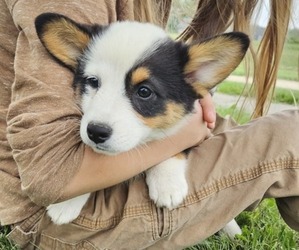 Pembroke Welsh Corgi Puppy for sale in MILTON, WI, USA