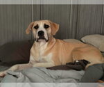Small #2 Labrador Retriever Mix
