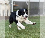 Small #1 Australian Shepherd